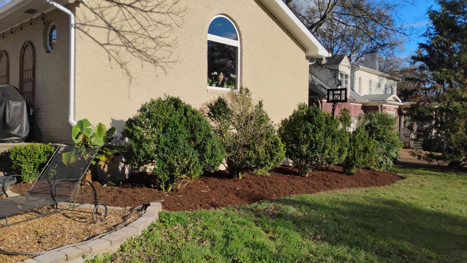 Landscape renovation project with freshly planted shrubs and new mulch installation