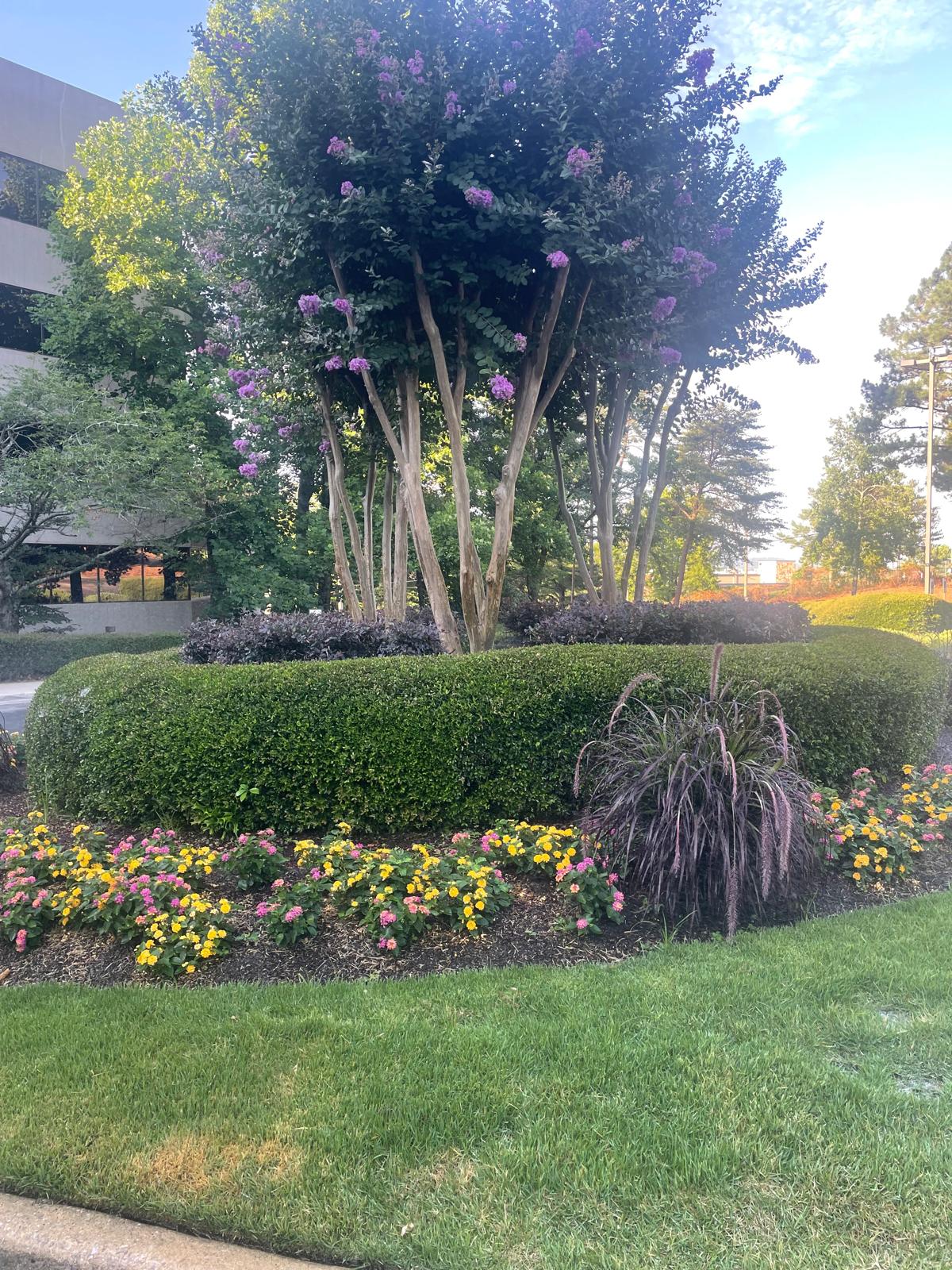 Professional commercial landscaping with flowering crepe myrtle tree, curved hedges, colorful flower beds, and pristine lawn