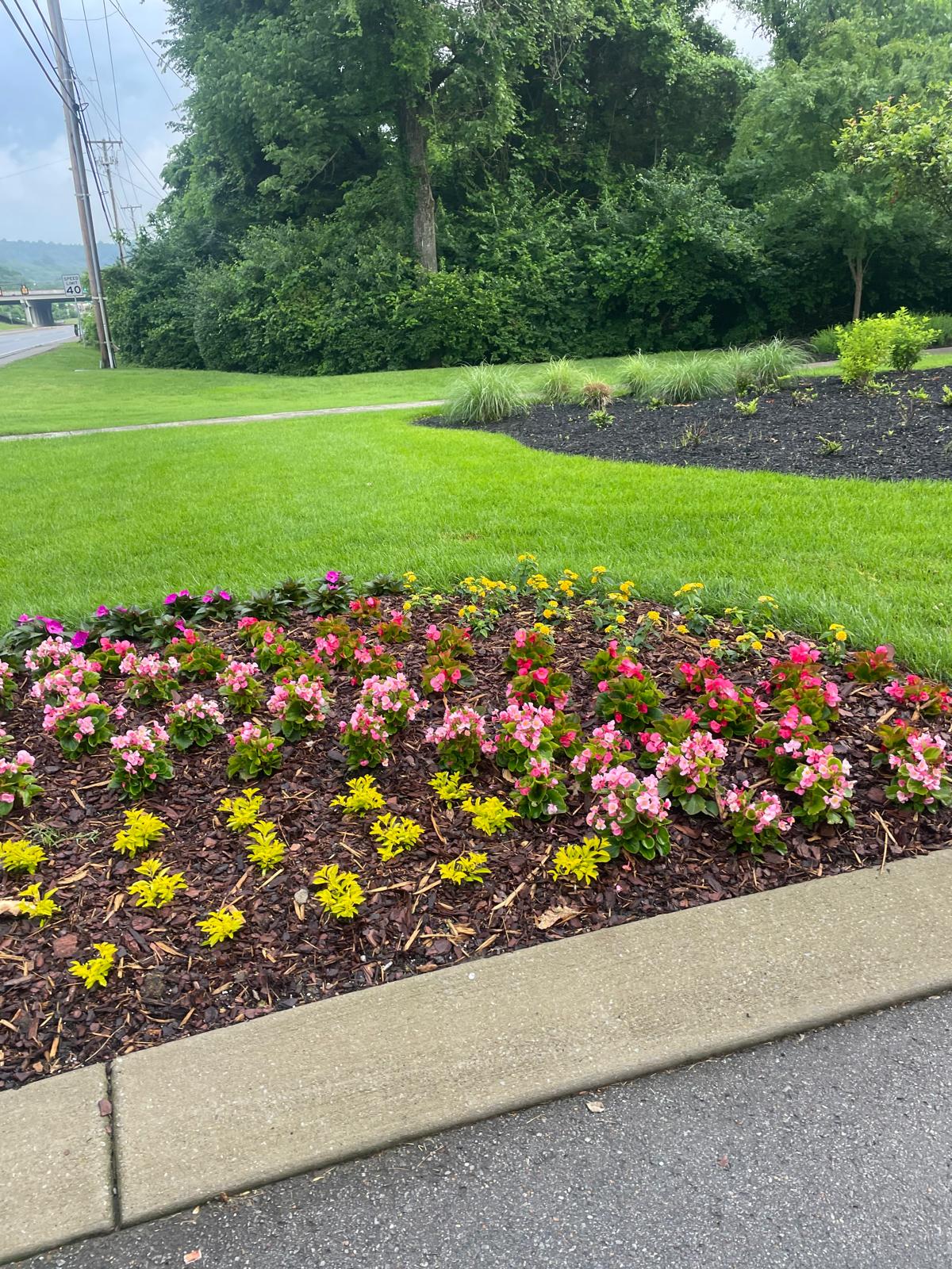 Roadside commercial landscaping with pink begonias, yellow flowers, and ornamental grasses